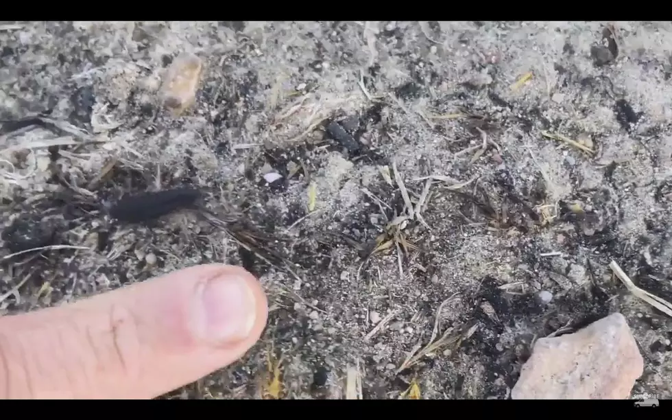 Can You Identify This Odd Wyoming Insect? [Video]