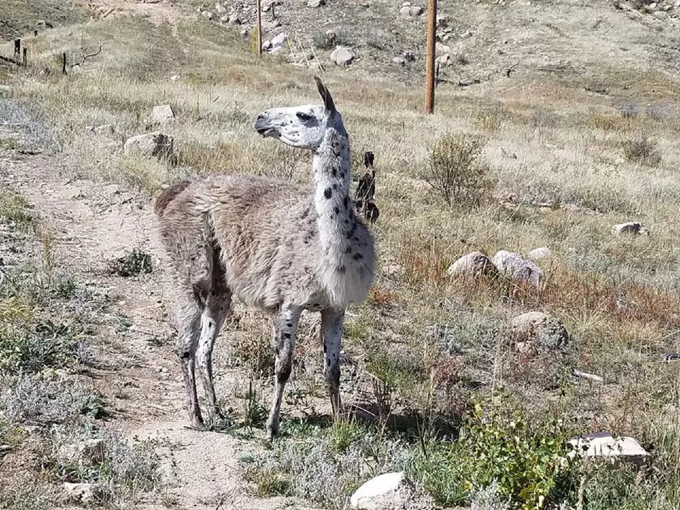 Angry Llama On The Loose In Fort Collins