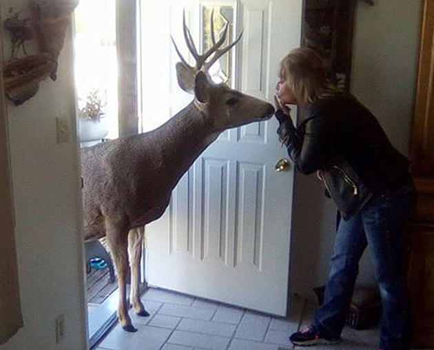 Friendly Deer Regularly Visits Wyoming Family&#8217;s Home