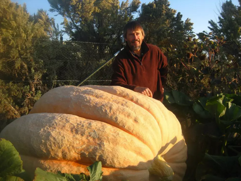 Record Setting Wyoming Pumpkin Farmer Is Out Of His Gourd