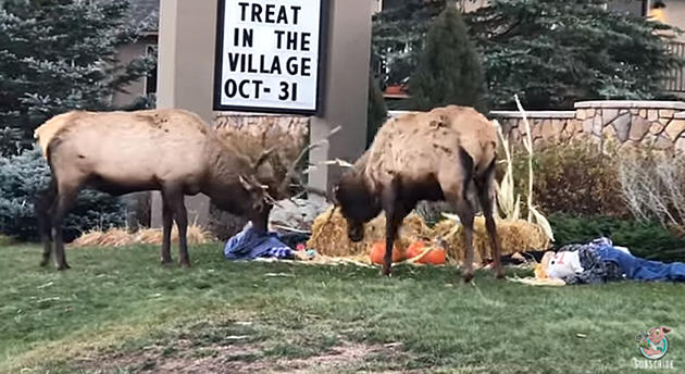 Estes Park Elk Battle Over Pumpkins [VIDEO]