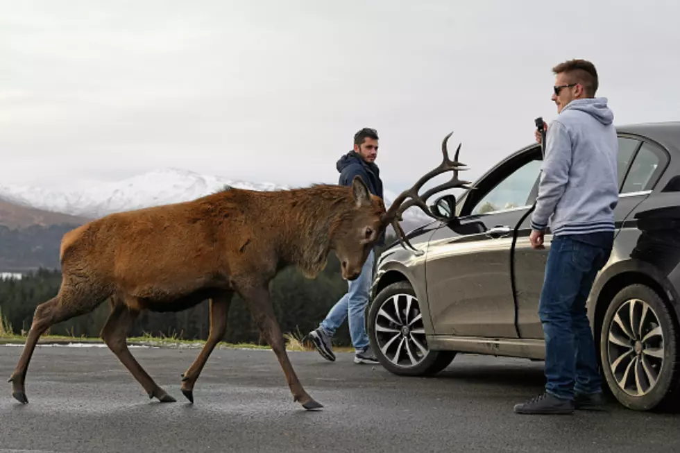 Wyoming Tourist Called 911 To Report That Deer ‘Looked Lost’