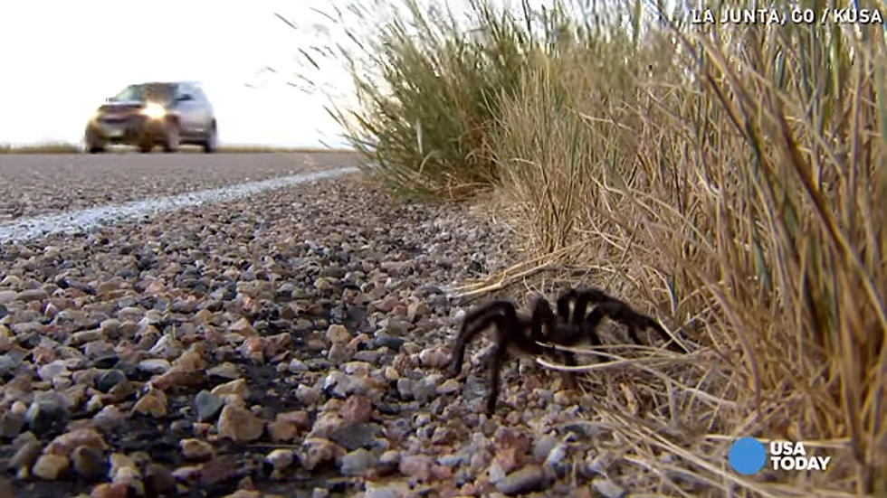 A Reason To Avoid Colorado – You Hate Spiders