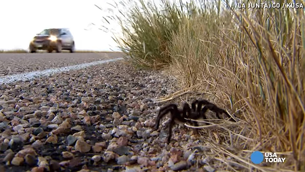 Colo's Creepy Spiders