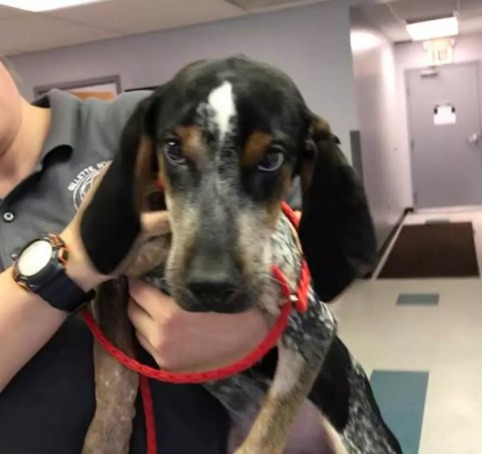 Wyoming Town Rallies Around Puppy Who Was Left In A Dumpster