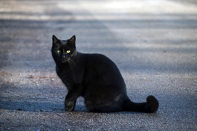 Plague Found In Third Wyoming Cat