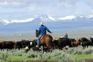 “Fake Meat” Threatens Wyoming Ranchers