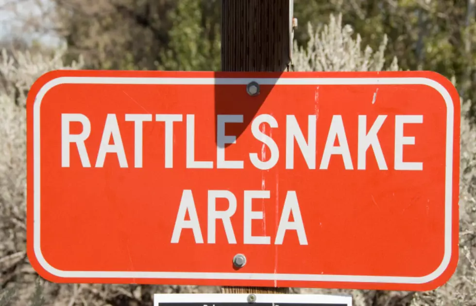 Back For Summer, Meet Wyoming’s Rattlesnakes