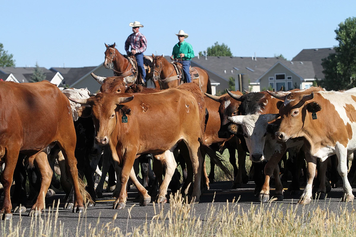 Cheyenne Frontier Days Cattle Drive Is Sunday