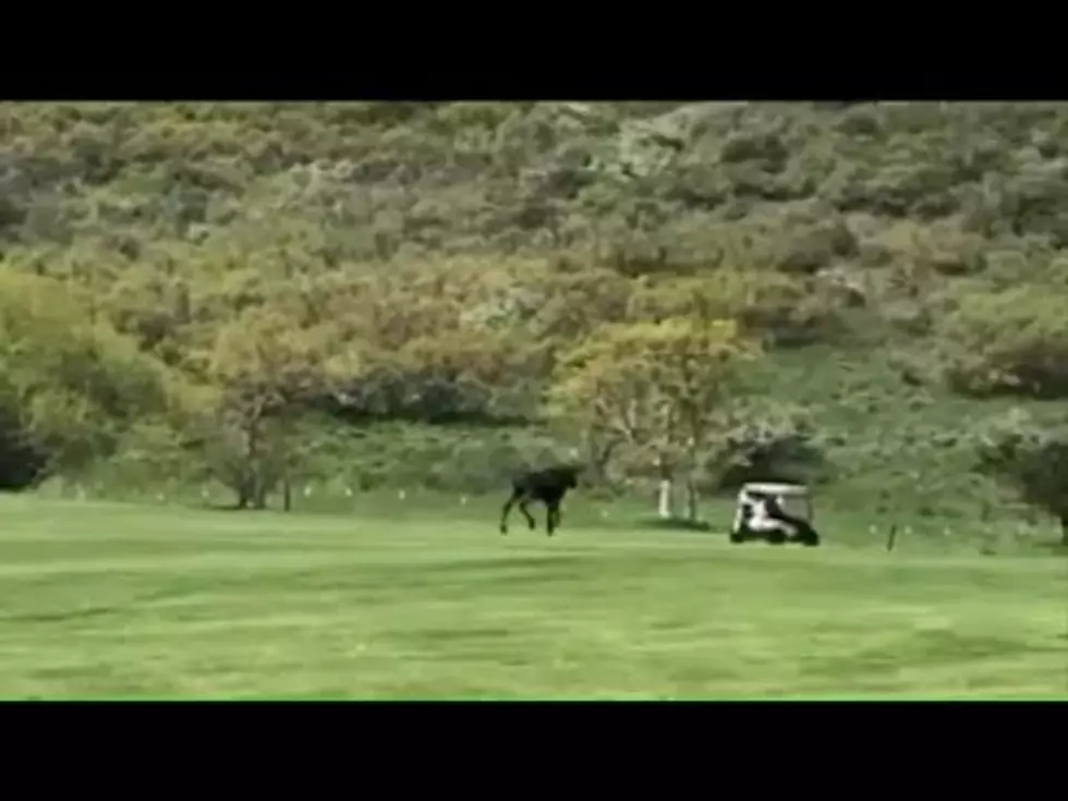 Moose Plays The Back Nine On Wyoming Golf Course [VIDEO]