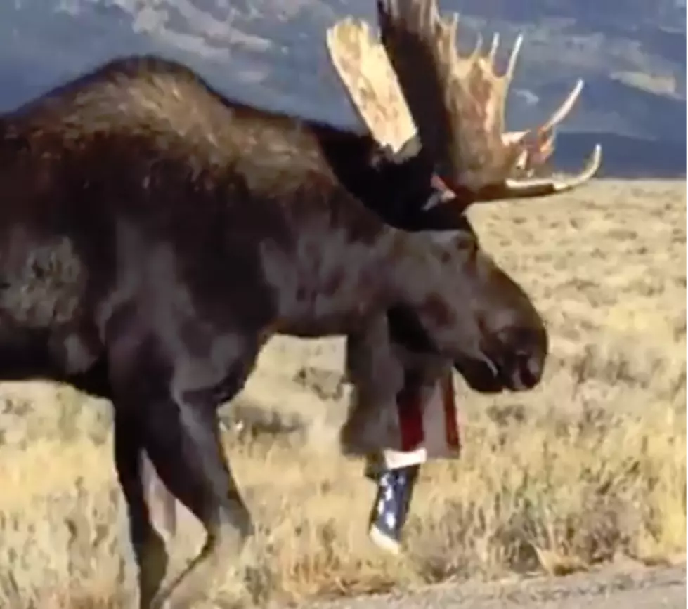 Wyo's Most Patriotic Moose Gets Flag Caught In Antlers