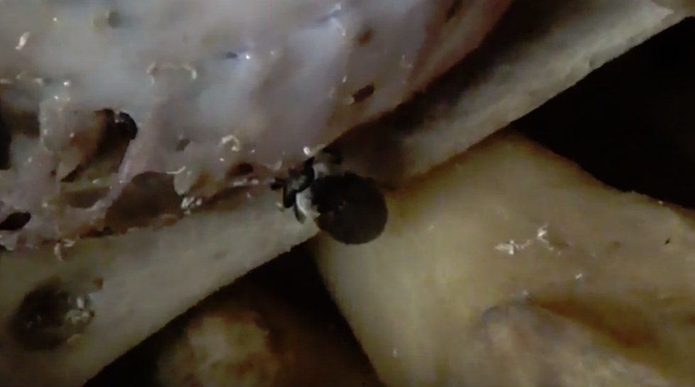Flesh-Eating Beetles Are Big Business In Wyoming [VIDEO]