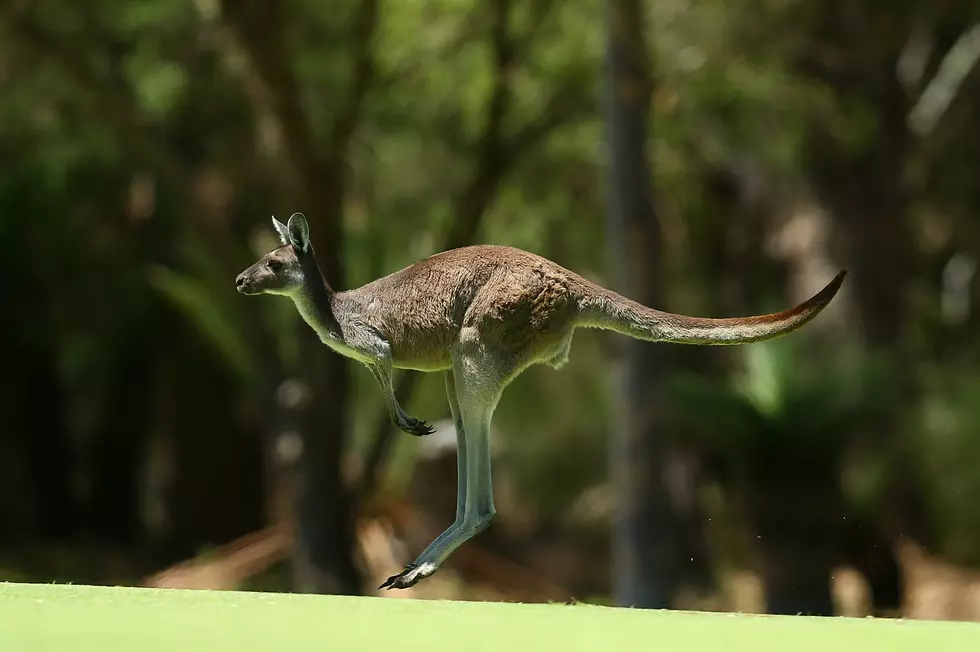 School Cafeteria Chili Turns Nebraska Towns Into A Kangaroo Court