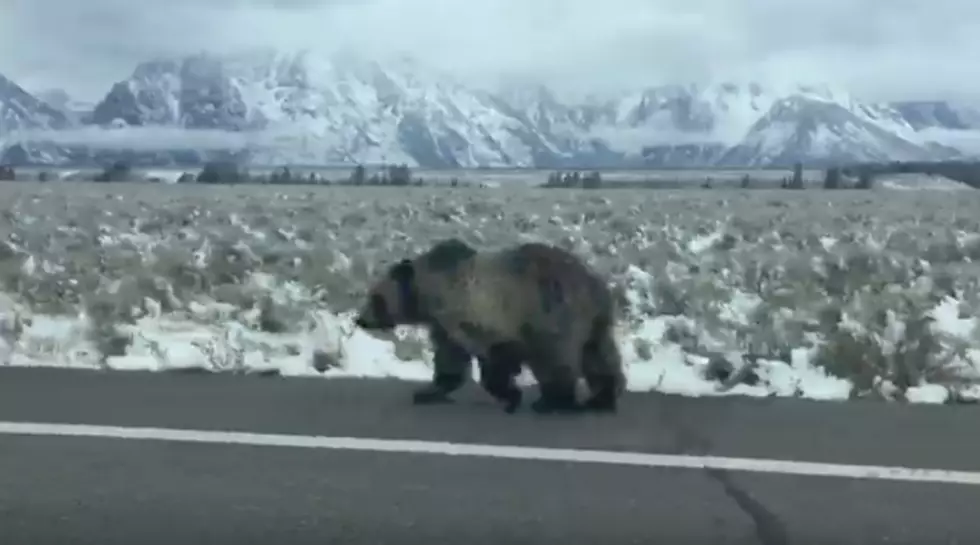 Grizzly Bears Go Trick Or Treating In Wyoming [VIDEO]