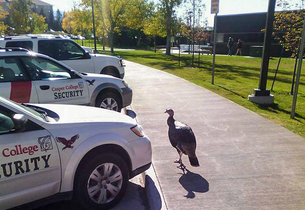 A Tribute To Thomas Gobbles, Wyoming's Most Infamous Wild Turkey