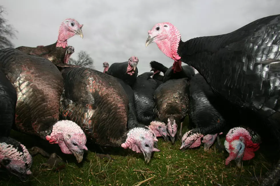 Wyoming’s Biggest Turkey Weighed 57 Pounds