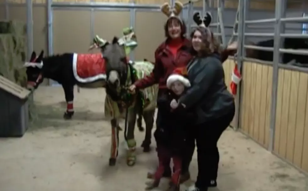 Only In Wyoming: Donkeys Celebrate ChristmASS [VIDEO]