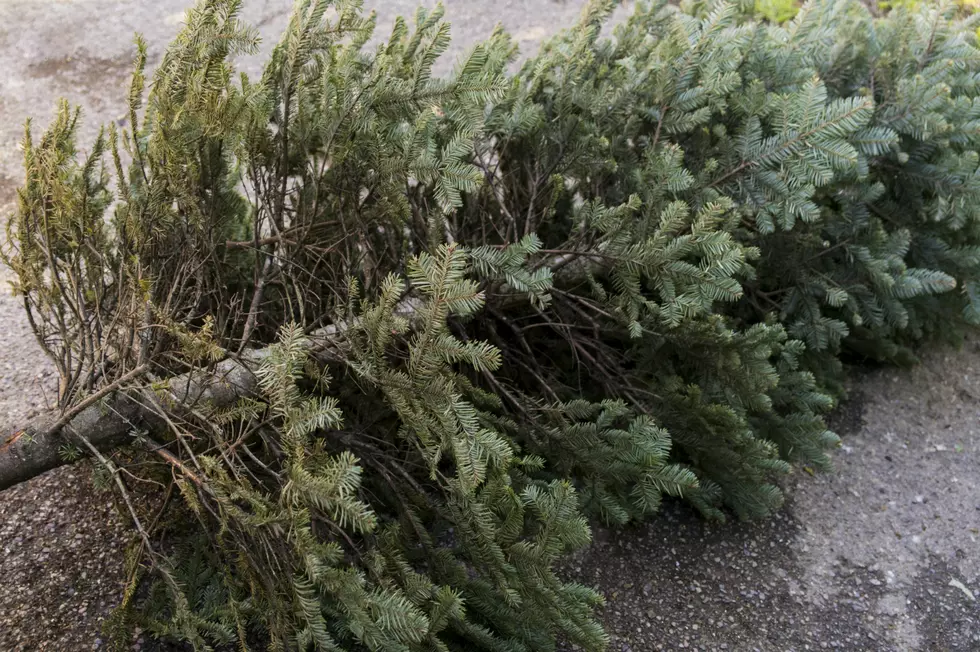 Where To Recycle Your Christmas Tree In Cheyenne