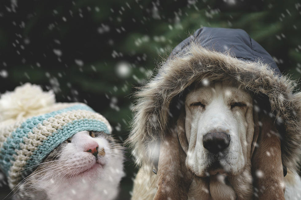 5 Tips for Keeping Your Pets Warm