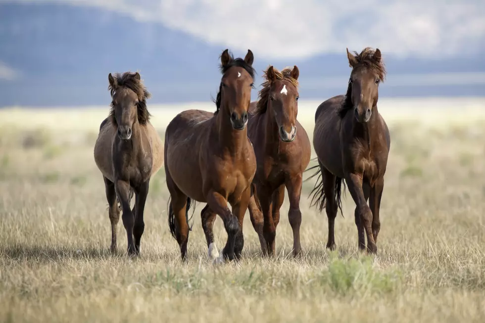 Wild Horses Up For Sale In Wyoming