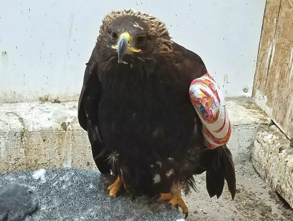 Injured Wyoming Eagle Gets A New Lease On Life