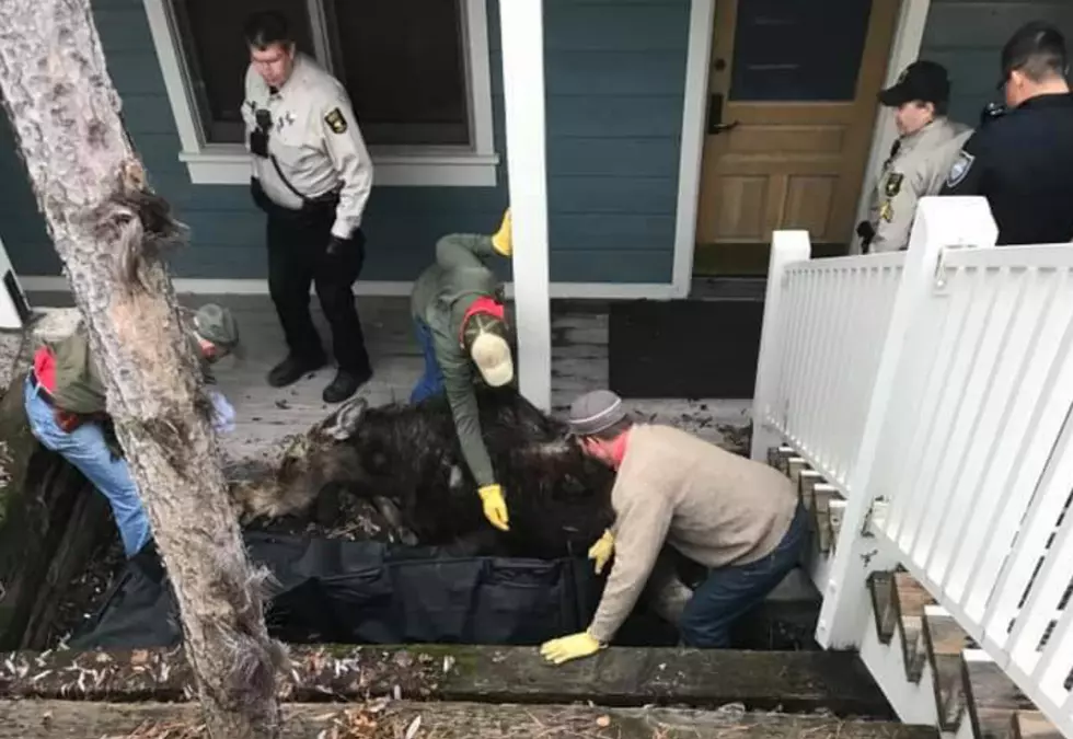 Wyoming Game & Fish Rescues Moose Trapped In A Basement