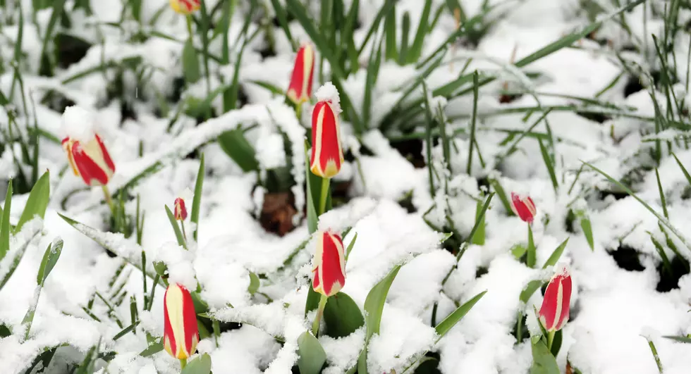 Fun Fact: Cheyenne Has Had 16 Snowstorms In The Month Of June