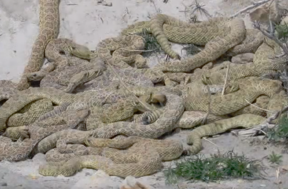 A Virtual Visit To Wyoming’s Biggest Rattlesnake Den [VIDEO]