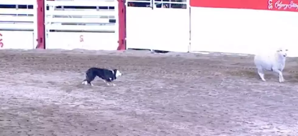 Wyoming Border Collie Wins World Stock Dog Championship [VIDEO]