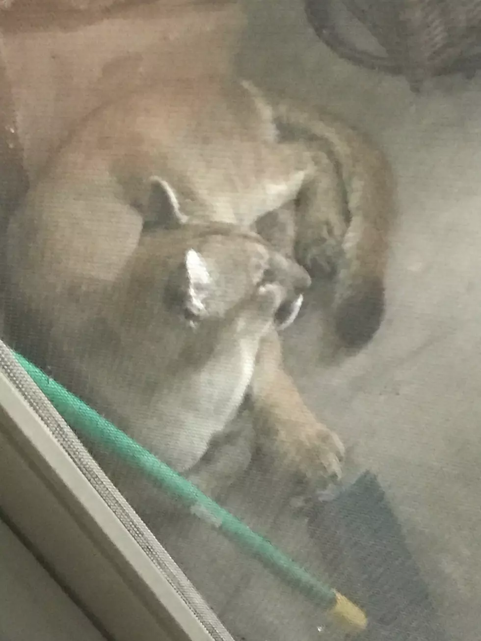 Cheyenne Ranchettes Man Finds Mountain Lion Sleeping On His Porch