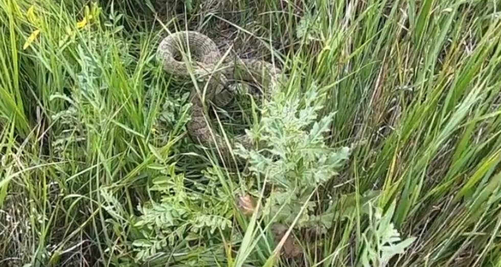 Rattlesnake Spooks Fishing Show On Wyoming&#8217;s Miracle Mile [VIDEO]