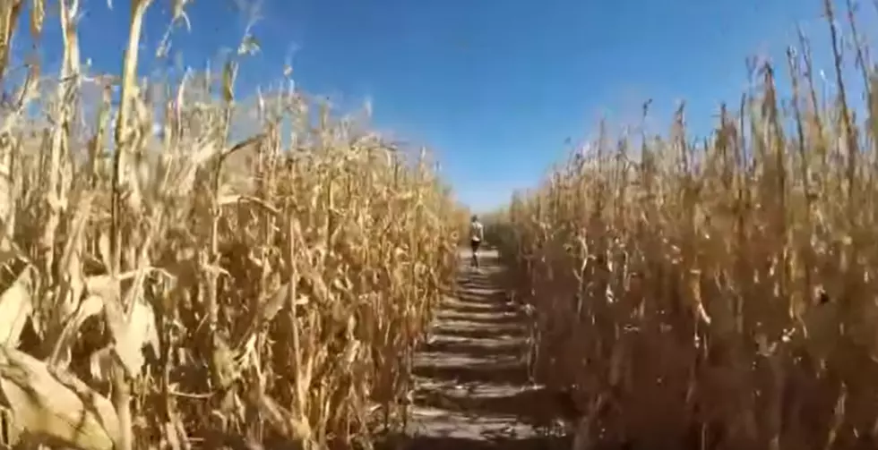 Wyoming’s Coolest Corn Maze Opens This Month