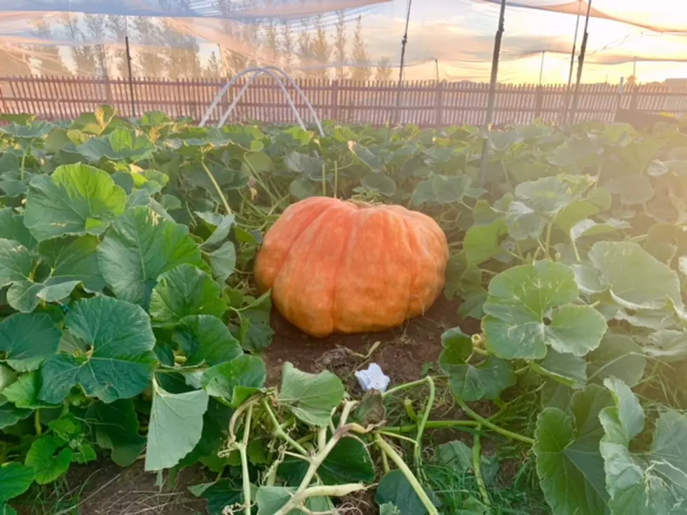 Riverton Man Wins Wyoming Weigh-In With 1,045 Lb. Pumpkin