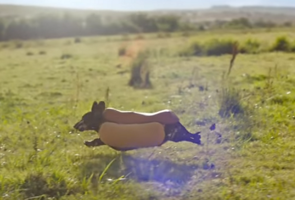 Running Of The Wieners To Highlight Cheyenne &#8216;Dogtoberfest&#8217; Event