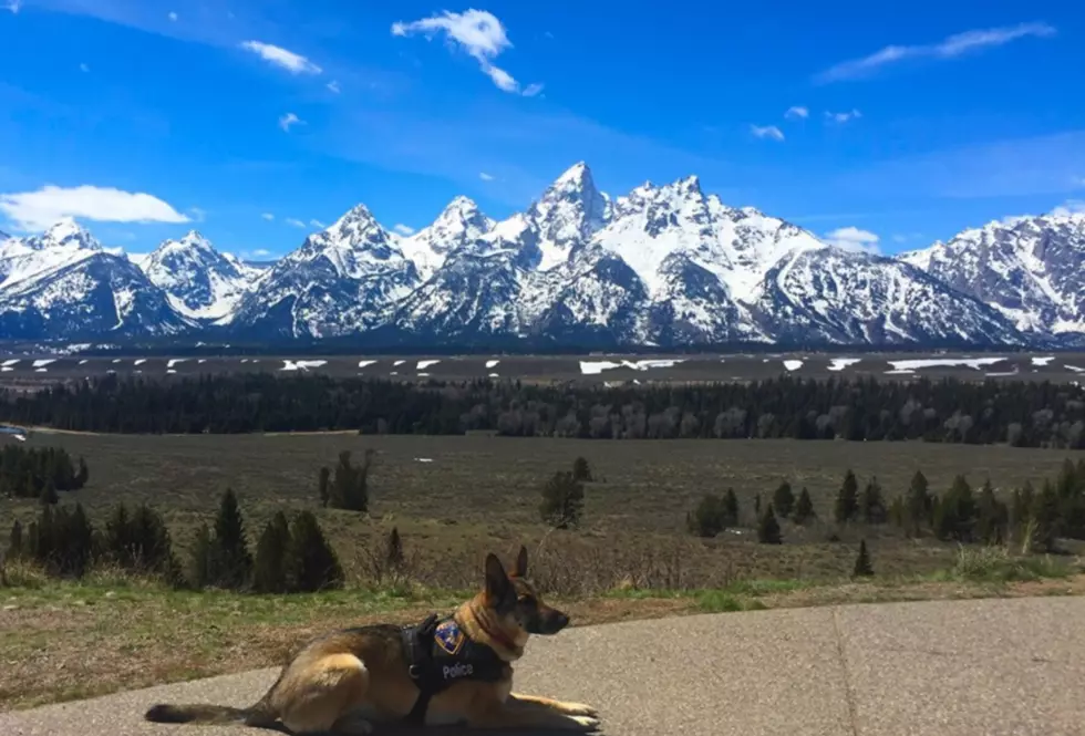 Lander Police Honor K9 Cop Who Protected First Lady Melania Trump