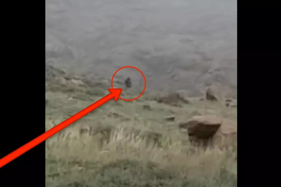 Video Shows What Could Be Bigfoot Near Laramie