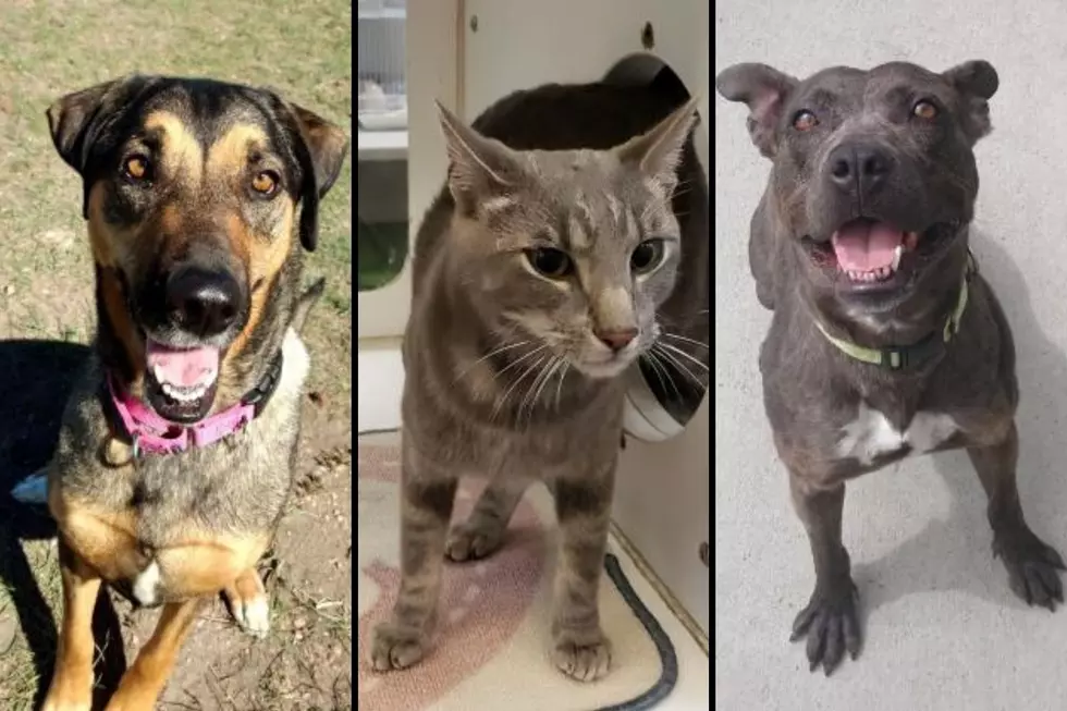Meet Cheyenne's Pets of the Week 