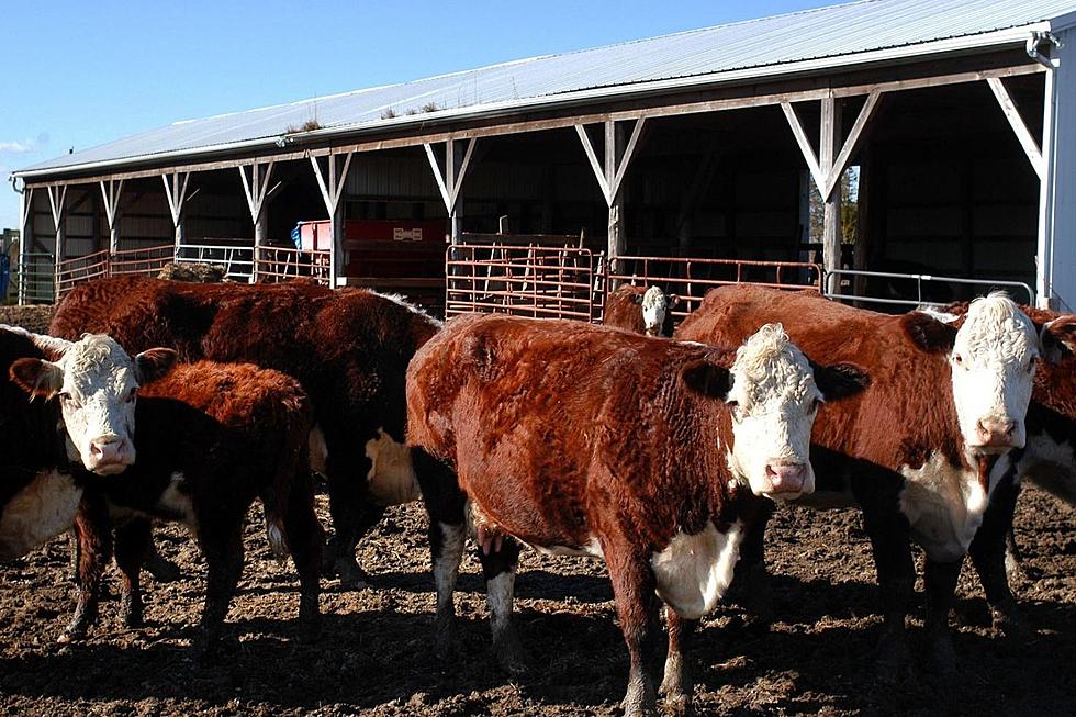 Colorado Cattle Deaths Blamed On Hay