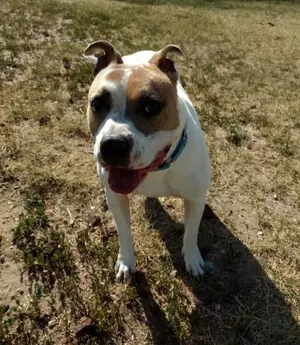 Yankee Was Adopted From The Cheyenne Animal Shelter