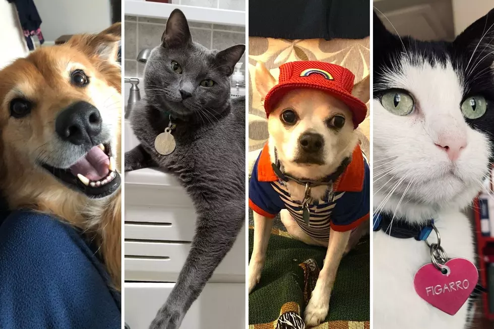 Cutest Furbaby: Vote For Your Favorite Here