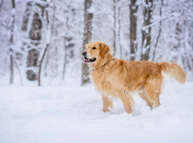 Denver Dog Doesn&#8217;t Need Her Human to Enjoy Frisbee Sledding