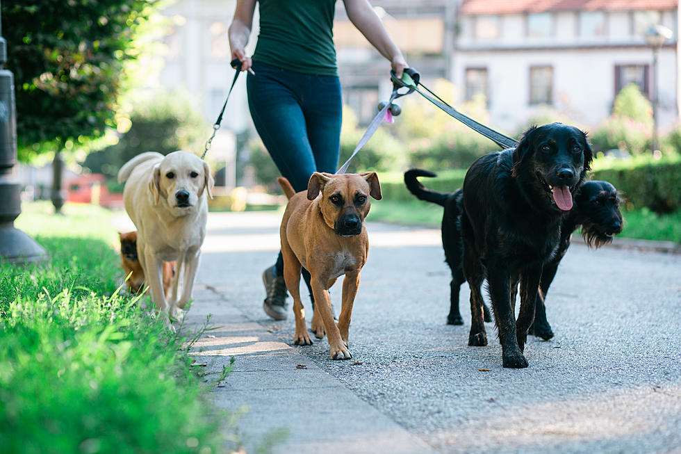 Weed Sniffin’ Dogs Root Out Noxious Plants Along Snake River