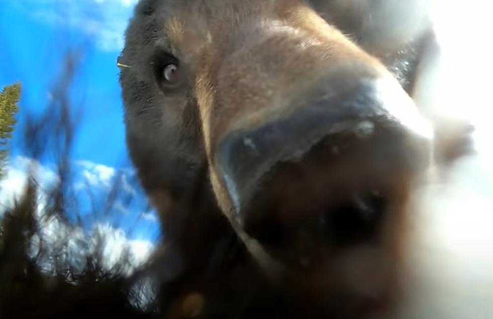 Wyoming Bear Finds Lost GoPro and Makes His Own Incredible Movie