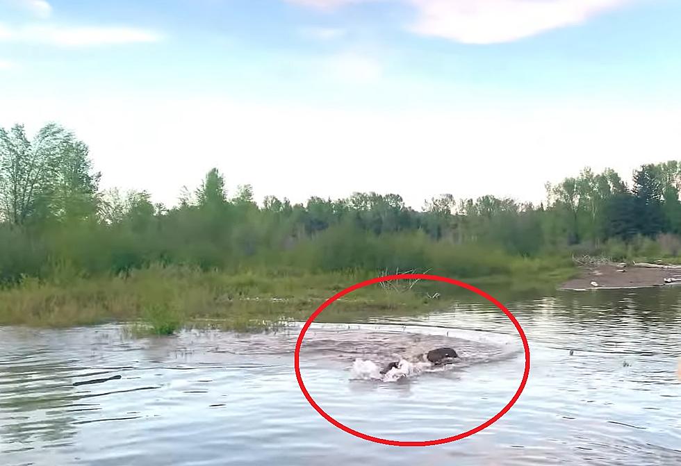 Wyoming Floaters Witness Epic Beaver Battle in Front of Tetons