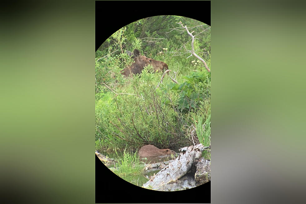 Wyoming Beaver and Moose Chow Down Together in Grand Teton NP