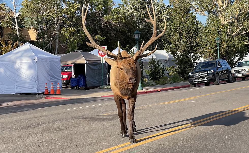 A Massive Bull Elk Walked Thru Estes Park Like He Owned the Place