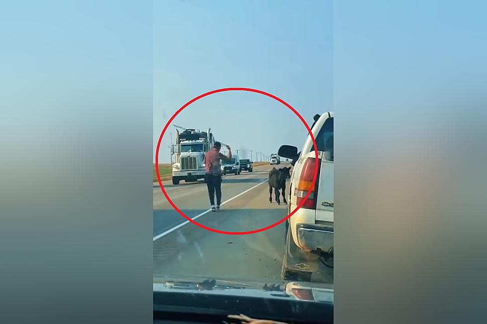 Calf Gets Loose on Highway, Cowboy to the Rescue with his Lasso