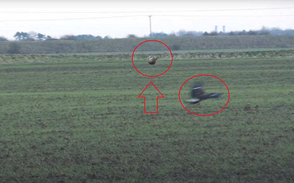 Missed it By a Hare: Watch Rabbit Make Heroic Jump Over an Eagle