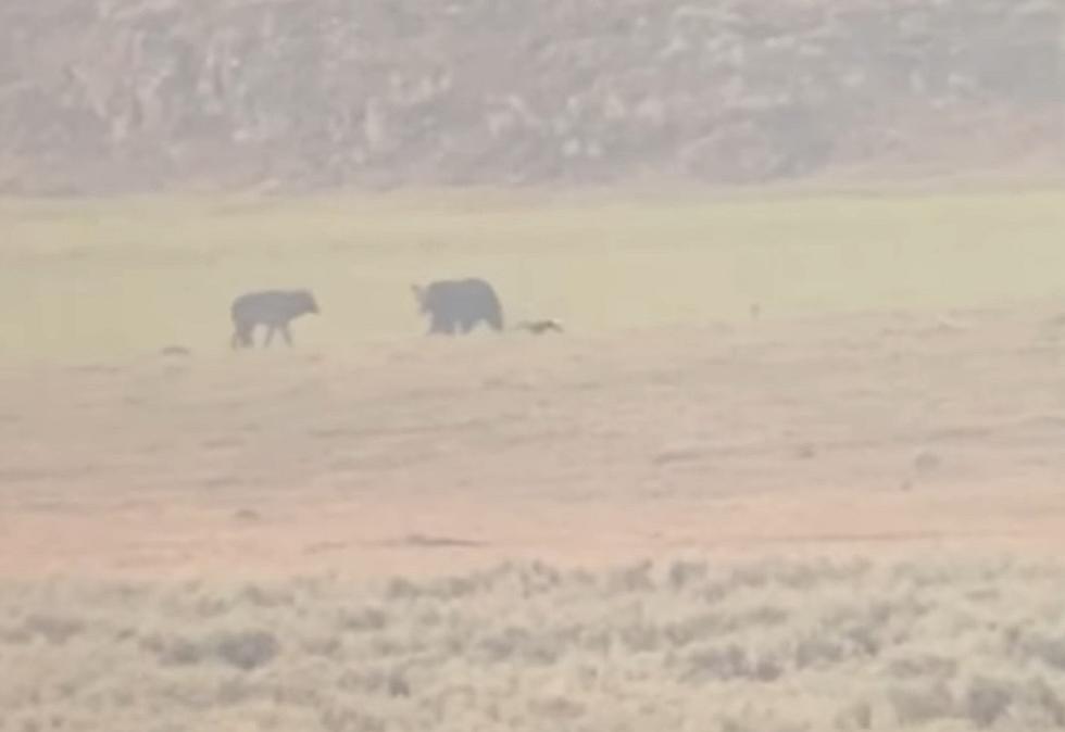 Black Wolf Decides to Challenge a Yellowstone Grizzly, Regrets It