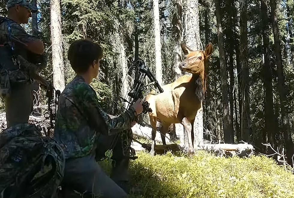 Colorado Hunters are Surprised When They Get Sniffed by Cow Elk